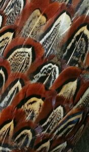 Pheasant feathers